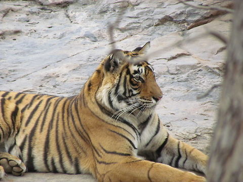 Ranthambore Tiger in the wild Although this might look like a tiger in a zoo (due to the background), I can assure you that it was in Ranthambore NP (Zone 2) in a small ravine. I have uploaded a few of my favorize tiger photos, but we were able to take hundreds - Ranthambore really is THE place for tigers. Bengal tiger,Geotagged,India,Panthera tigris tigris,Rajasthan,Ranthambore National Park,Winter
