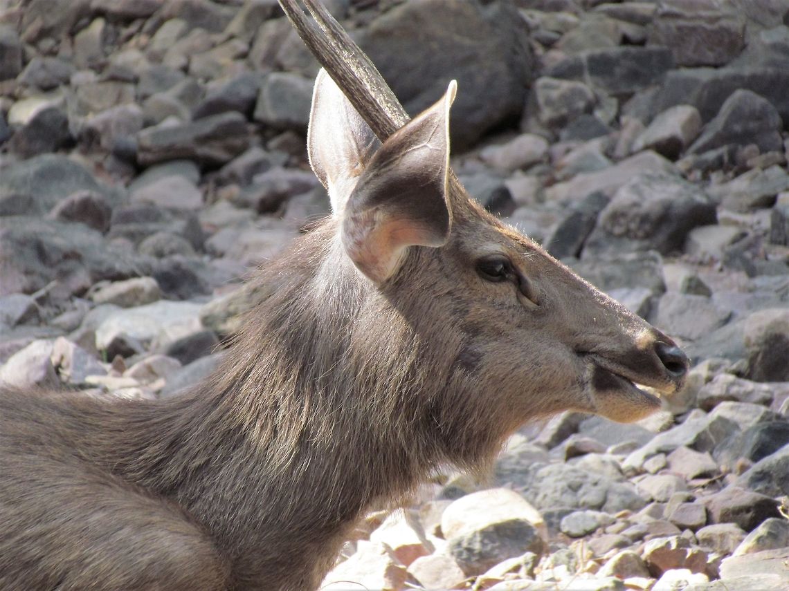 Sambar Deer Close-up A close-up of the common Sambar deer - just another of the amazing creatures in Ranthambore NP. Geotagged,India,Rajasthan,Ranthambore National Park,Rusa unicolor,Sambar,Winter