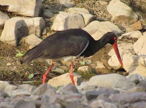 Black Stork ironic that I have seen these in Africa and India - but never in the region in which I live and they nest - Europe. Black Stork,Ciconia nigra,Geotagged,India,Rajasthan,Ranthambore National Park,Winter