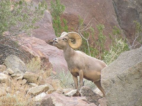 The rare and shy desert bighorn in all of his majesty We were at Anza-Borrego State Park in the California desert, and hoping to see this very rare and shy animal. The signs all say that they see you long before you can see them - and that they generally avoid humans. I had been there several times but never seen any desert bighorns - but this time we surprised a few on an early morning hike in Borrego Palm Canyon Trail and they luckily did not seem so shy, and lingered for a few photos - amazing! Anza-borrego SP,California,Desert bighorn sheep,Geotagged,Ovis canadensis nelsoni,San Diego County,Summer,United States