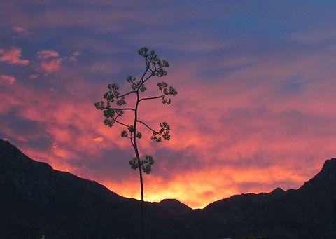 Desert Agave with sunset The picture speaks for itself - a Desert Agave against a stunning desert sunset in Anza-Borrego State Park in California. Agave deserti,Anza-borrego SP,California,Desert agave,Geotagged,San Diego County,Summer,United States