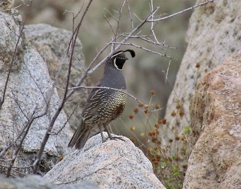 California Quail in Summer Splendor We surprised a covey (love that word) of California Quail along the trail where we would see the Desert Bighorns - took a lot of pictures but only one ended up being any good. Anza-borrego SP,California,California quail,Callipepla californica,Geotagged,San Diego County,Summer,United States
