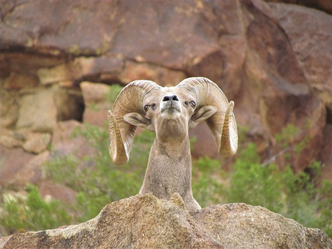 Desert Bighorn Close-up Another view of the Desert Bighorns we saw - this one almost seemed like he was posing. Anza-borrego SP,California,Desert bighorn sheep,Geotagged,Ovis canadensis nelsoni,San Diego County,Summer,United States