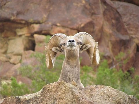 Desert Bighorn Close-up Another view of the Desert Bighorns we saw - this one almost seemed like he was posing. Anza-borrego SP,California,Desert bighorn sheep,Geotagged,Ovis canadensis nelsoni,San Diego County,Summer,United States