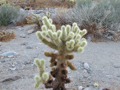 Teddy Bear Cholla - the cute cactus with the happy name This is a friendly little cactus (although very spiky if you get too close) with the cute name and they are literaly everywhere in Anza-Borrego Desert State Park in California. Anza-borrego SP,California,Cylindropuntia bigelovii,Geotagged,San Diego County,Summer,Teddy bear cholla,United States