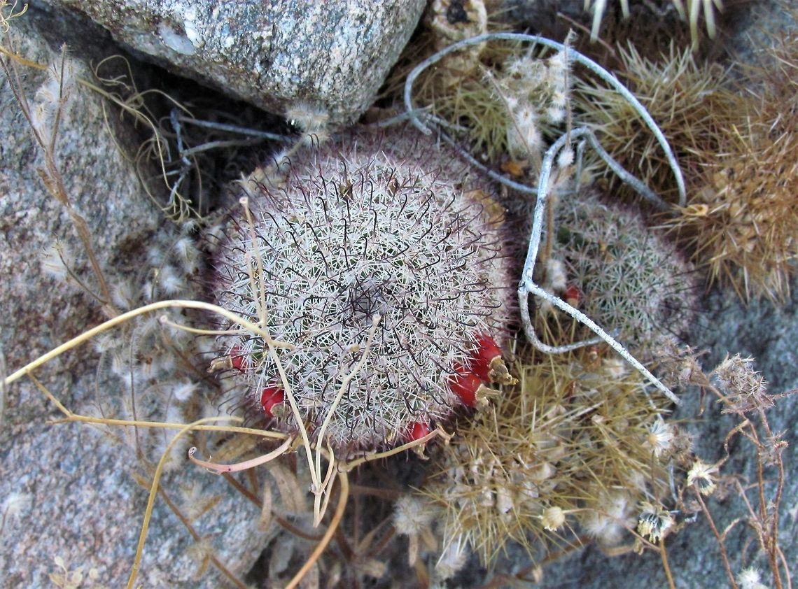 The aptly named Common Fishhook Cactus Look closely and you will see the abundance of small dark fishhooks and hence the name. This is a small cactus and easy to overlook, but well worth stopping and closer inspection Anza-borrego SP,California,Geotagged,Mammillaria tetrancistra,San Diego County,Summer,United States,common fishhook cactus