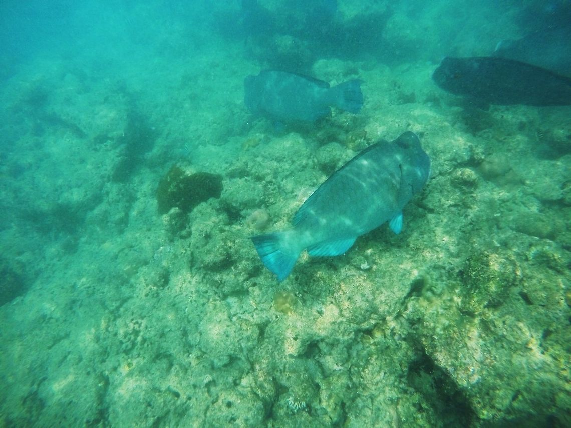 Bumphead Parrotfish School These are huge fish and it was very exciting when we encountered a school of about 15 fish while snorkeling off of the Andaman Islands. Interestingly, the local guide misidentified them as Napoleon Wrasse (alas, a cooler name) and it was only by chynce as I thumbed through my Tropical reef fish guide that I noticed the error. Bolbometopon muricatum,Geotagged,Green humphead parrotfish,Havelock island,India,andamans
