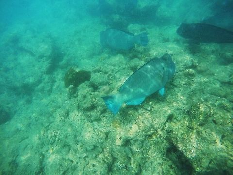 Bumphead Parrotfish School These are huge fish and it was very exciting when we encountered a school of about 15 fish while snorkeling off of the Andaman Islands. Interestingly, the local guide misidentified them as Napoleon Wrasse (alas, a cooler name) and it was only by chynce as I thumbed through my Tropical reef fish guide that I noticed the error. Bolbometopon muricatum,Geotagged,Green humphead parrotfish,Havelock island,India,andamans