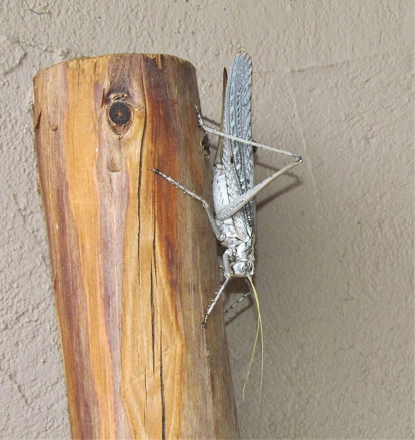 Gray Bird Grasshopper on our terrace This is a huge grayish-white grasshopper which makes for a rather ghostly presence, especially perched on a pole right outside your room like this fellow. Anza-borrego SP,California,Geotagged,Gray bird grasshopper,San Diego County,Schistocerca nitens,Summer,United States