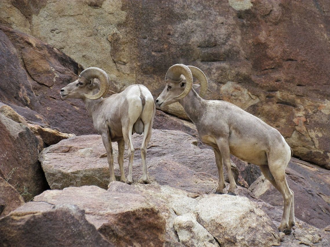 Two prime male Desert Bighorn Sheep Although we had great view of a number of Desert Bighorn Sheep, because it was not in the mating season, the males got along just fine with each other - so no chance for the iconic butting head battles that the males engage in when fighting for control of a group of females. Anza-borrego SP,California,Desert bighorn sheep,Geotagged,Ovis canadensis nelsoni,San Diego County,Summer,United States