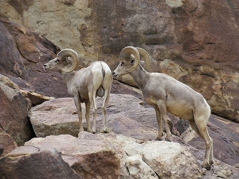 Two prime male Desert Bighorn Sheep Although we had great view of a number of Desert Bighorn Sheep, because it was not in the mating season, the males got along just fine with each other - so no chance for the iconic butting head battles that the males engage in when fighting for control of a group of females. Anza-borrego SP,California,Desert bighorn sheep,Geotagged,Ovis canadensis nelsoni,San Diego County,Summer,United States