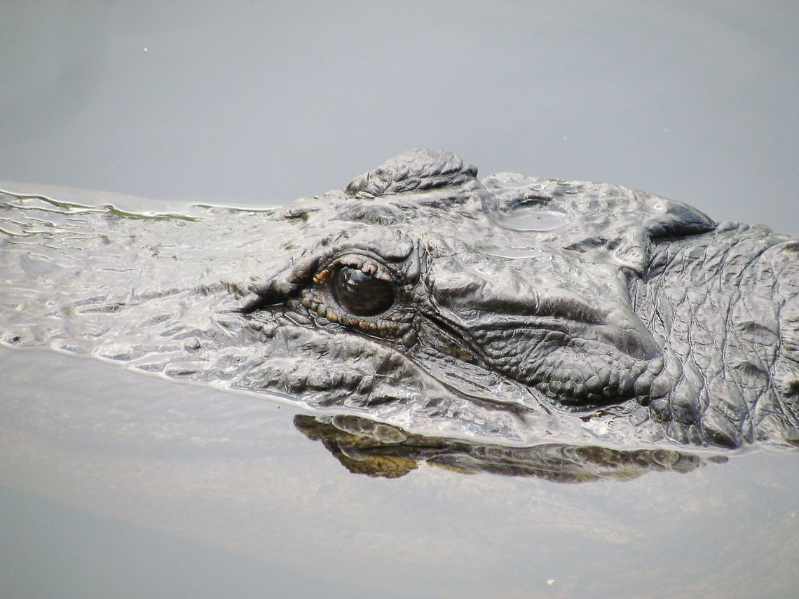 American Alligator in the Okefenokee Swamp A close-up of the signature creature of the Okefenokee Swamp NWR. Ever since I had read the name as a boy I had wanted to visit the mysterious-sounding Okefenokee Swamp and I was thrilled to finally have a chance to visit at the end of a business trip. Alligator mississippiensis,American Alligator,Georgia,Geotagged,Okefenokee Swamp,Summer,United States