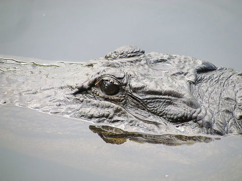 American Alligator in the Okefenokee Swamp A close-up of the signature creature of the Okefenokee Swamp NWR. Ever since I had read the name as a boy I had wanted to visit the mysterious-sounding Okefenokee Swamp and I was thrilled to finally have a chance to visit at the end of a business trip. Alligator mississippiensis,American Alligator,Georgia,Geotagged,Okefenokee Swamp,Summer,United States