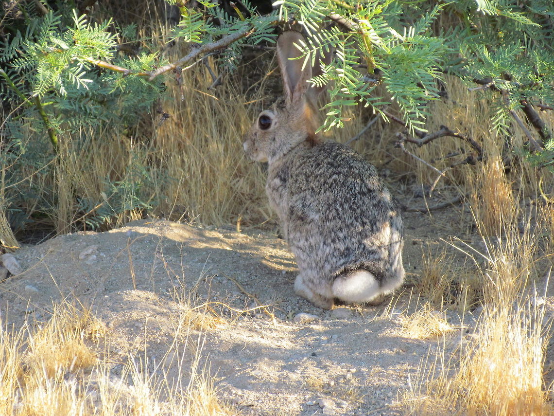 A Desert Cottontail relaxing in the Shade Attractive little rabbits who tend to liven up early morning hikes on the desert trails. Anza-borrego SP,California,Desert cottontail,Geotagged,San Diego County,Summer,Sylvilagus audubonii,United States