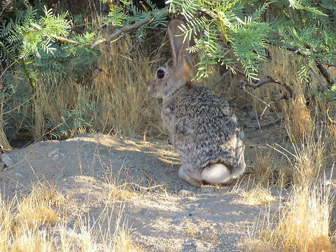 A Desert Cottontail relaxing in the Shade Attractive little rabbits who tend to liven up early morning hikes on the desert trails. Anza-borrego SP,California,Desert cottontail,Geotagged,San Diego County,Summer,Sylvilagus audubonii,United States