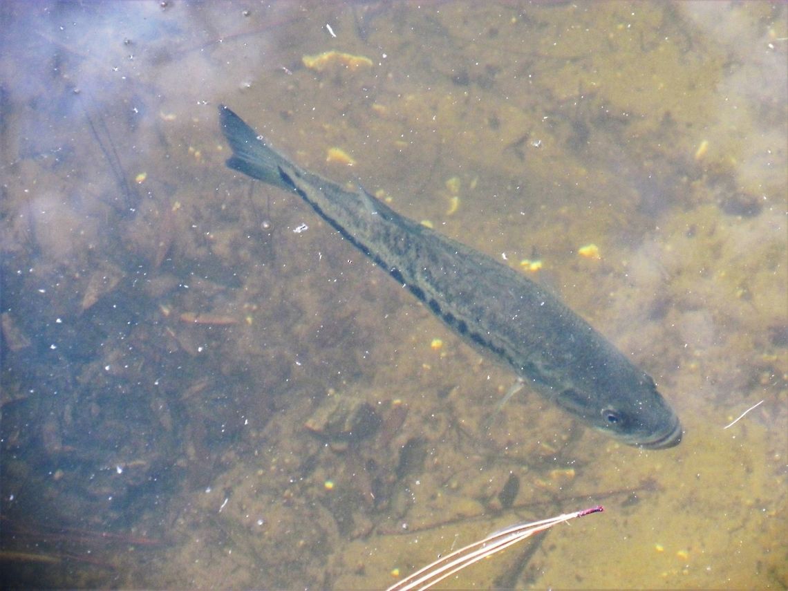Largemouth Bass in a Pond on Jekyll Island Georgia This is not a great photo I will be the first to admit, and I am not entirely sure of the species identification (the Largemouth and Spotted Bass look very similar). However, I find that trying to photograph and identify freshwater fish without getting in the water (much easier on coral reefs because you can snorkel or scuba with a decent camera), which was not possible here due to the presence of several large alligators, can be very challenging. Zach, you are our resident Freshwater fish expert - your thoughts? This was taken at the beautiful Horton Pond on Jekyll Island, Georgia - part of the &quot;Golden Isles&quot; and well worth a visit. Georgia,Geotagged,Jekyll Island,Largemouth Bass,Micropterus salmoides,North American freshwater fishes,United States