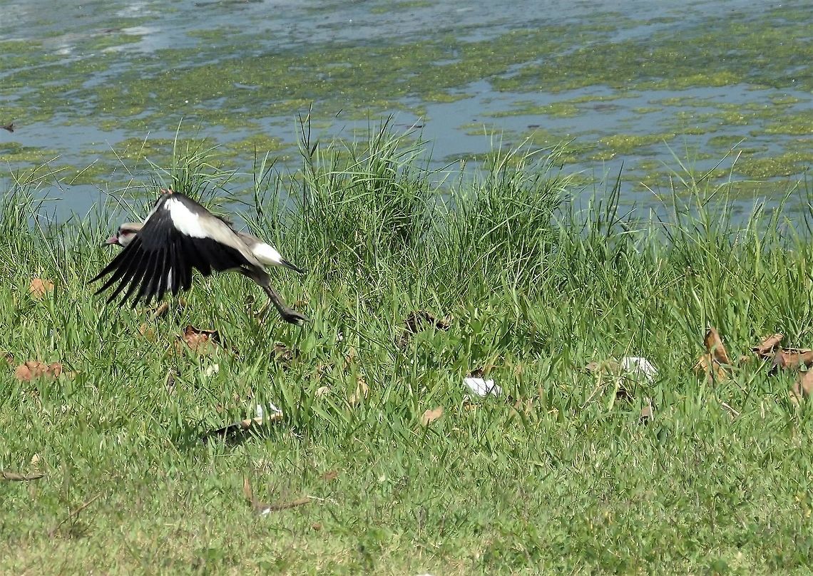 Southern Lapwing taking flight Not a particularly rare or exciting bird, but the caught in the launch to flight pose is quite nice I think. Brazil,Geotagged,Rio de Janeiro,Southern Lapwing,Spring,Vanellus chilensis