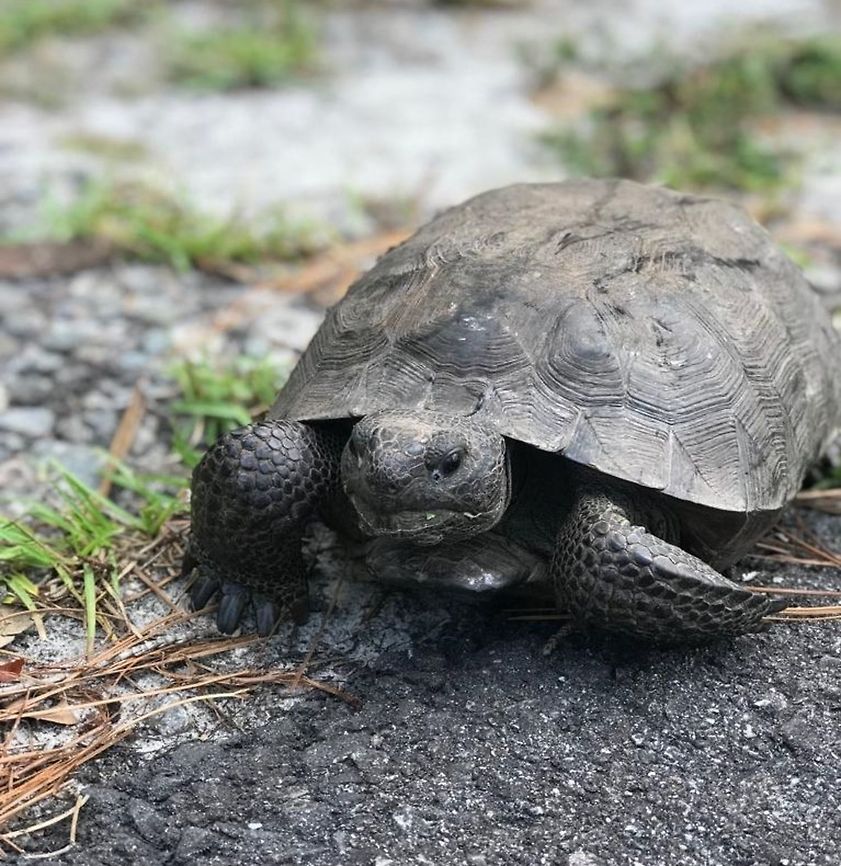 Gopher Tortoise in Okefenokee Swamp This was an interesting encounter. We saw the tortoise along the side of the road as we drove along, so we stopped. Suddenly, it appeared as it the tortoise started running towards us - as if it was a long-lost friend. My wife and I joked about it until it went a ways and then disappeared into the earth. I had not known about the burrow digging habits of this tortoise - but it made perfect sense in retrospect. Georgia,Geotagged,Gopher tortoise,Gopherus polyphemus,Okefenokee Swamp,Summer,USA,United States