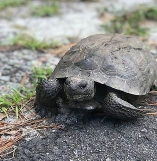 Gopher tortoise