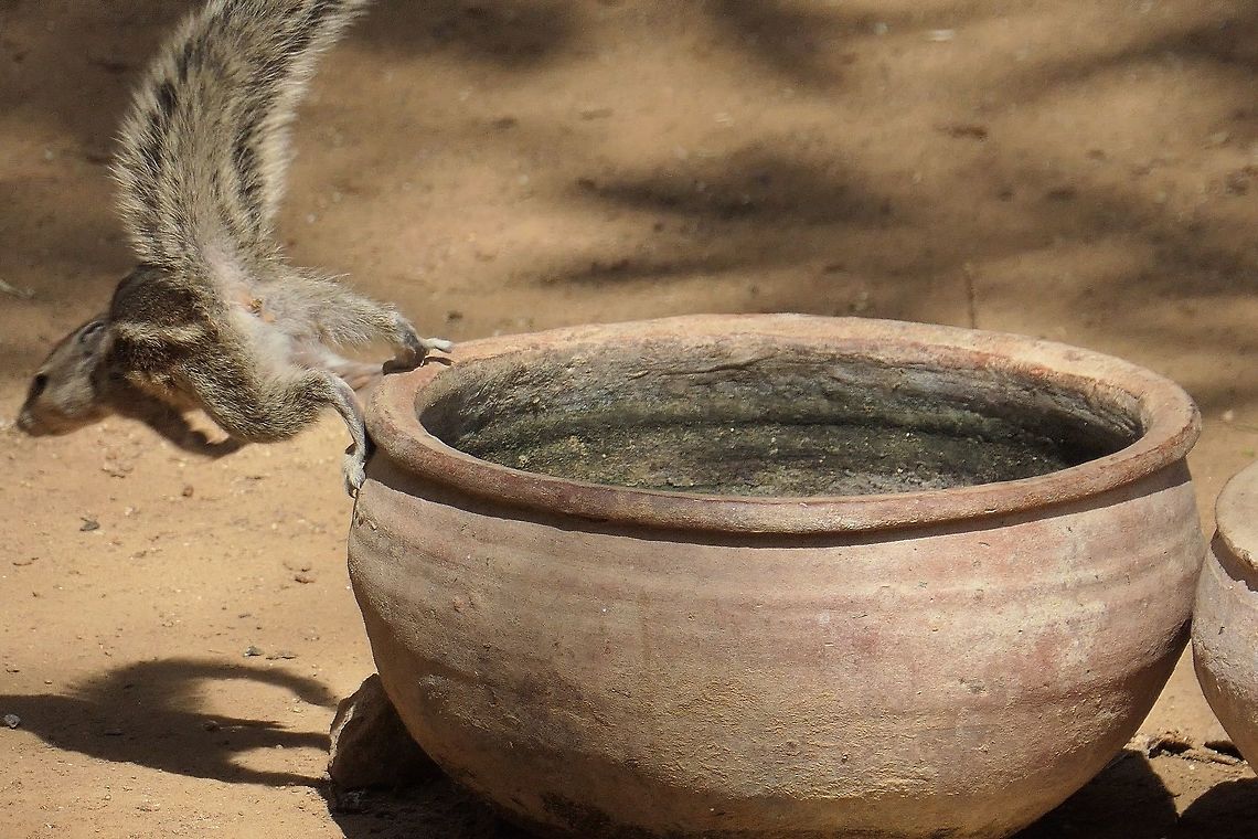 Indian Palm Squirrel - Action Shot At our lodge in Ranthambore, the Indian Palm Squirrels would come around lunch time to steal drinks from some large pots in the garden providing endless entertainment. Funambulus palmarum,Geotagged,India,Indian palm squirrel,Rajasthan,Ranthambore National Park,Winter