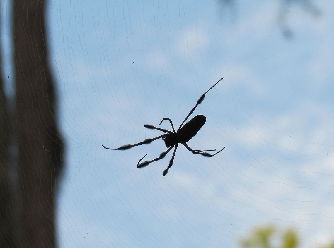 Banana Spider in a huge web at Okefenokee Swamp We took an early morning stroll along the Chesser Island Boardwalk and there were several of these large spiders sitting in their webs across the way. Georgia,Geotagged,Okefenokee Swamp,Summer,Trichonephila clavipes,USA,United States