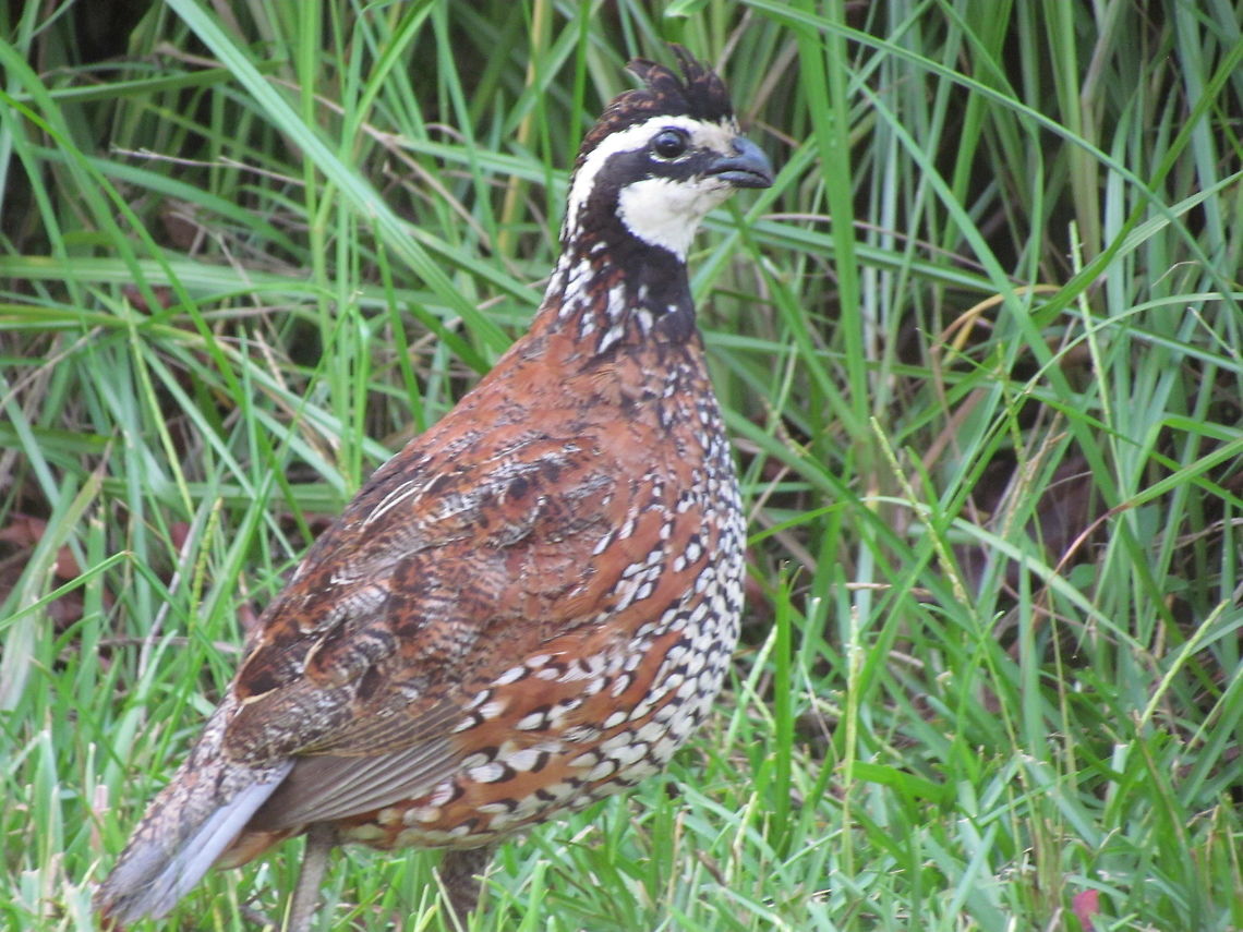 Northern Bobwhite along the Roadside at Evening Unfortunately we didn&#039;t get a chance to really set up and photograph this one as we had to take it from a car in the gathering gloom of evening - but JD has only one other picture of the Northern Bobwhite, so I thought that I would add mine as well. Colinus virginianus,Georgia,Geotagged,Northern bobwhite,Okefenokee Swamp,Summer,USA,United States