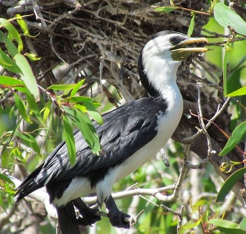 Australian Pied Cormorant in Sydney Harbor Just a nice, if old photo of this Down-under specialist in a tree in Sydney Harbor. Australia,Australian Pied Cormorant,Geotagged,Phalacrocorax varius,Spring,Sydney,new south wales