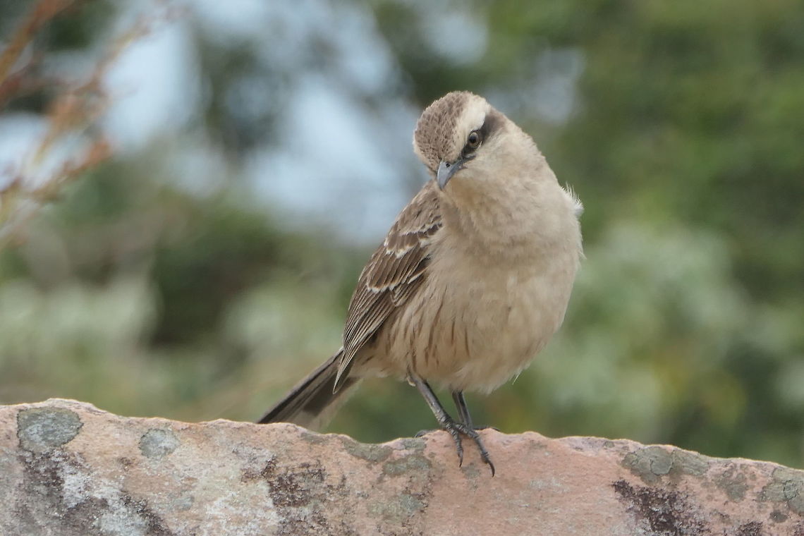 Chalk-Browed Mockingbird Like Mockingbirds everywhere, an inquisitive bird as in this one, cocking its head a bit to get a better view of the photographer (me). Brazil,Chalk-browed mockingbird,Geotagged,Mimus saturninus,Serra da Canastra,Spring,cerrado