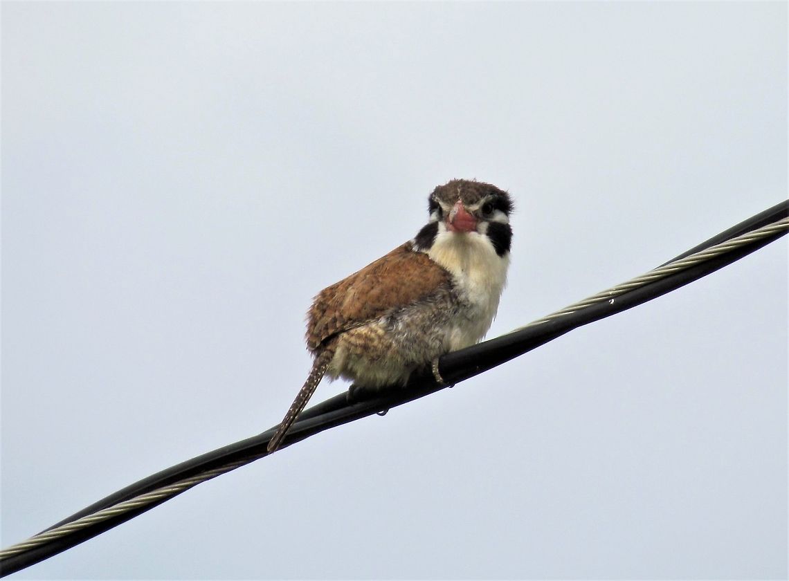White-eared Puffbird checks us out The Brazilian Cerrado is full of interesting and strange creatures - this bird reminded me of the Australian Kookaburras in terms of form, coloration, and behavior. They are not very closely related however, as they are in the Piciformes Order (woodpeckers) while the Kookaburras are in the Coraciiformes Order (Kingfishers and Rollers). Apparently it is a case of parallel evolution. Brazil,Geotagged,Nystalus chacuru,Serra da Canastra,Spring,White-eared puffbird,cerrado