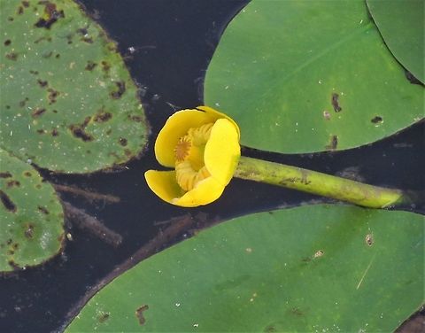 Yellow Pond Lily in Federsee A fairly typical pond plant, but lots of nice specimens on Federsee in southern Germany Baden-W&uuml;rtemburg,Federsee,Geotagged,Germany,Nuphar advena,Nuphar lutea,Nuphar pumila,Summer,nuphar pumila