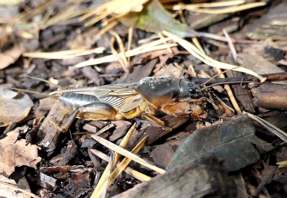 The European Mole Cricket in its native habitat This is really a weird looking creature and I saw (and photographed) my first one recently at Federsee near where we live. It looks like a strange cross between a cricket and a lobster - and it was just creeping across the path as we hiked through the &quot;Wobbly Forest&quot; near Federsee. Although I have traveled all over the world to see strange and marvelous creatures, it is amazing that I can still find some in the middle of Europe! Baden-Würtemburg,European mole cricket,Fall,Federsee,Geotagged,Germany,Gryllotalpa gryllotalpa