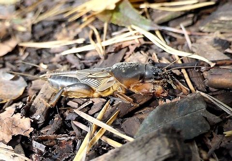The European Mole Cricket in its native habitat This is really a weird looking creature and I saw (and photographed) my first one recently at Federsee near where we live. It looks like a strange cross between a cricket and a lobster - and it was just creeping across the path as we hiked through the "Wobbly Forest" near Federsee. Although I have traveled all over the world to see strange and marvelous creatures, it is amazing that I can still find some in the middle of Europe! Baden-W&uuml;rtemburg,European mole cricket,Fall,Federsee,Geotagged,Germany,Gryllotalpa gryllotalpa