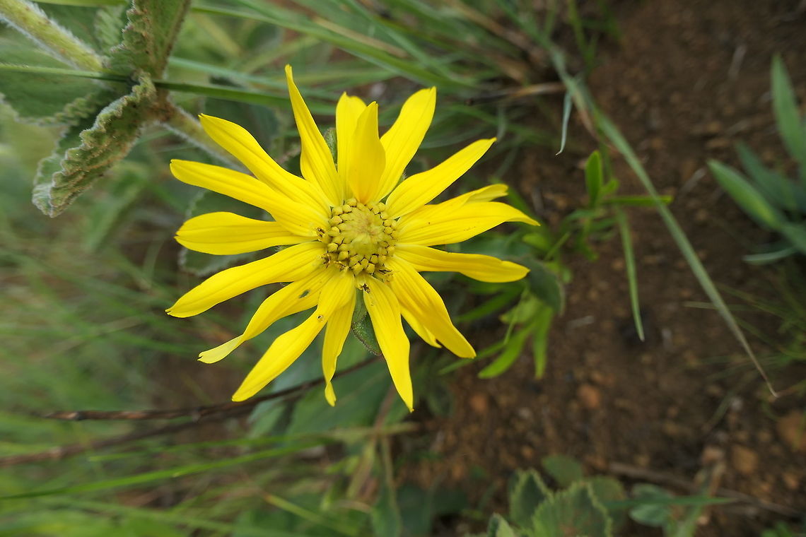Aldama grandiflora in the Brazilian Cerrado The Brazilian Cerrado, famous for Maned wolves and Giant Anteaters, also features a number of attractive flowers, such as this simple but beautiful one: Aldama grandiflora Aldama grandiflora,Brazil,Geotagged,Serra da Canastra,Spring,cerrado