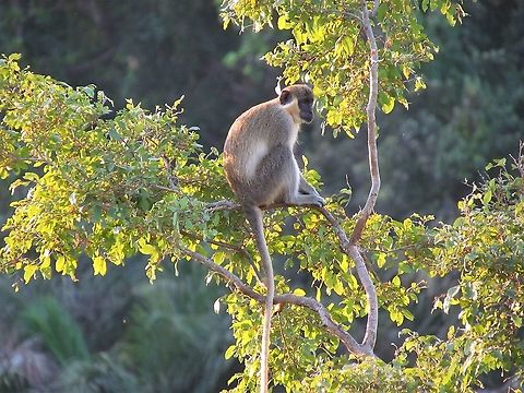 Vervet monkey along the Gambia River in River Gambia NP Jus got back from Gambia - mostly famous for birds, but quite a bit of other wildlife as well, especially if you get away from the coast and head upriver. Chlorocebus pygerythrus,Fall,Gambia,Geotagged,River Gambia NP,The Gambia,Vervet monkey