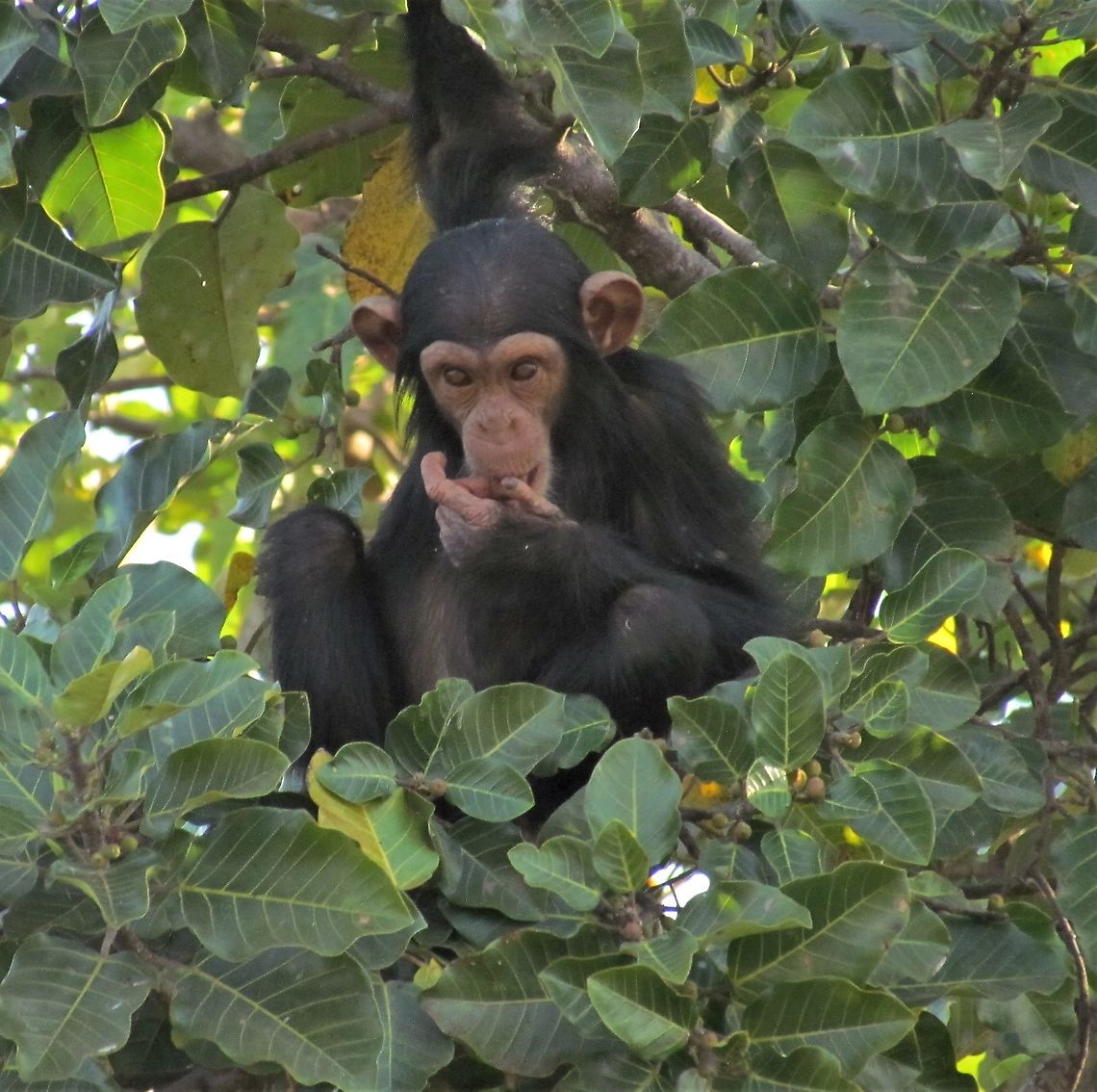 Wild-born baby Chimpanzee living free in River Gambia NP Truly wild great apes are very difficult to observe. Note that of all the Jungle Dragon images of chimpanzees, only one is even from Africa and shows a ranger feeding some. This shot is from an island in River Gambia NP where several families of chimpanzees now live in the wild after reintroduction and rehabilitation of experimental and confiscated animals starting over 40 years ago. Now the colony is self-sustaining and lives without human contact (done for the safety of the chimps and the humans). You can visit the Chimpanzee Rehabilitation Center nearby which provides boat tours to observe the now wild chimps when they come down to the water&#039;s edge. Because they keep the number of guests low, it is an amazing chance to experience this amazing human relative in its natural setting - and there is incredible bird, reptile, and other mammal fauna watching as well. The government is attempting to expend and commercialize it - which would be a real pity as it would destroy the intimate nature. Add this to your wildlife bucket list - it is certainly one of the top things that we have ever experienced.  Common chimpanzee,Pan troglodytes,River Gambia NP,The Gambia