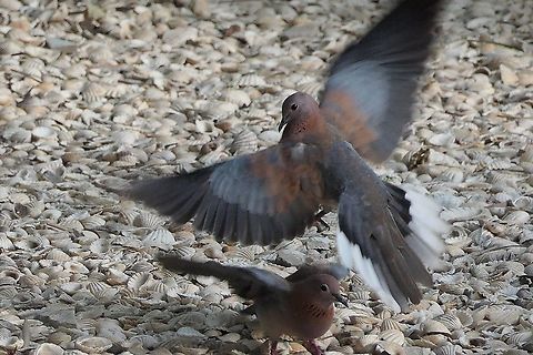 Laughing Doves caught in a Jumping Dance. These are obviously not rare, terribly exotic, or hard to see - but it was still a cool picture of two as the danced about in front of our breakfast table at a hotel in Gambia, Fall,Geotagged,Laughing Dove,Spilopelia senegalensis,The Gambia