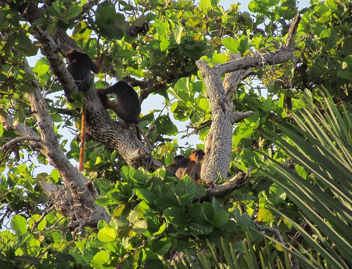 Western Red Colobus in some tall trees of River Gambia NP At the Chimpanzee Rehabilitation Center in River Gambia NP, we heard and saw these rare monkeys on several occasions - this image was made from a boat in the river. They are beautifully colored, but hard to get close to and a beautiful addition to the chimpanzees of the region (although chimps prey on them when they can catch them). Fall,Geotagged,Procolobus badius,River Gambia NP,The Gambia,Western red colobus