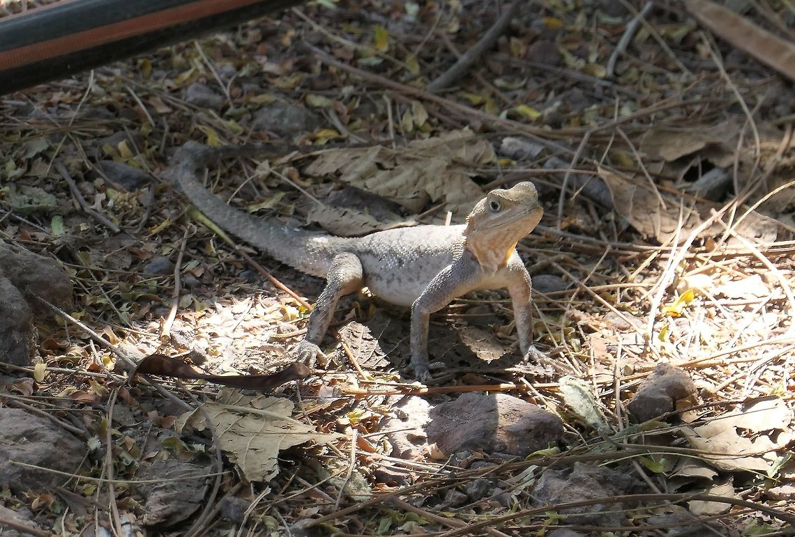 Bocourt's Agama Lizard in River Gambia NP These were quite common at the lodge and fairly easy to observe. Agama bocourti,Bocourt's Agama,Fall,Geotagged,River Gambia NP,The Gambia,agama