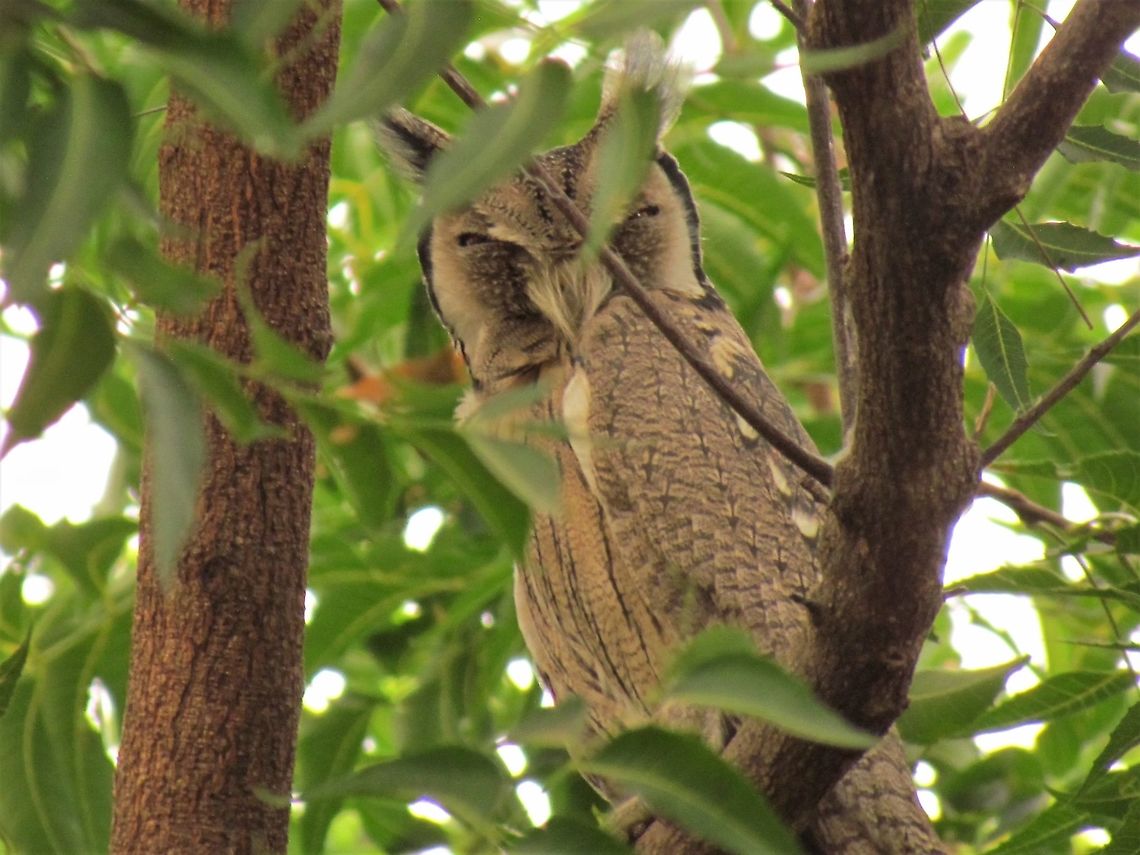 Northern White-faced Owl in the wild Gambia is paradise for birdwatchers from Europe and by many of the hotels along the coast, expert guides hang out around the hotels offering their services - which is well worth taking advantage of as you can see many birds that would be almost impossible to find otherwise. This one was pointed out to us in the woods behind out hotel. Fall,Geotagged,Northern white-faced owl,Ptilopsis leucotis,The Gambia