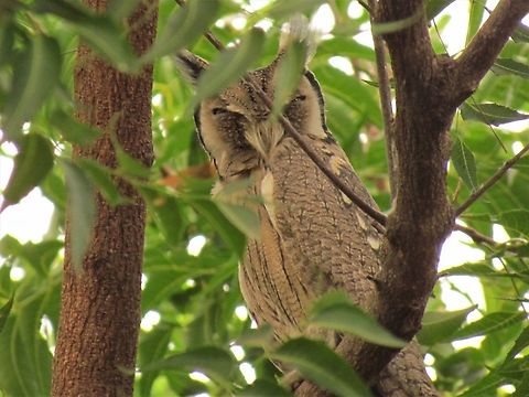 Northern White-faced Owl in the wild Gambia is paradise for birdwatchers from Europe and by many of the hotels along the coast, expert guides hang out around the hotels offering their services - which is well worth taking advantage of as you can see many birds that would be almost impossible to find otherwise. This one was pointed out to us in the woods behind out hotel. Fall,Geotagged,Northern white-faced owl,Ptilopsis leucotis,The Gambia
