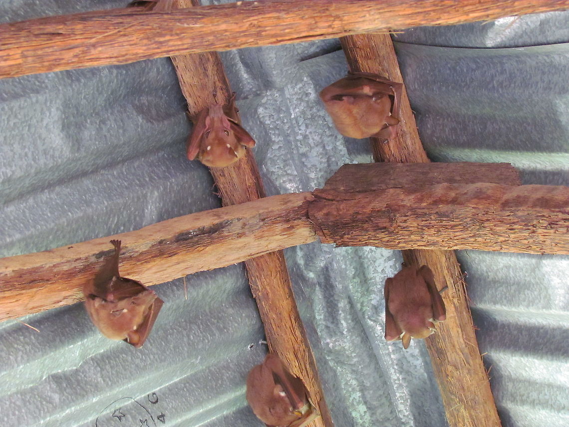 Gambian Epauletted Fruit Bats hanging from the ceiling of our lodge These fruit bats are pretty common and often hang out in hotels and lodges near the coast - we stayed in one hotel where they flew in every evening to drink from the swimming pool as they flew by. Bats are usually VERY challenging to identify, but these are fairly unique. Epomophorus gambianus,Fall,Gambian epauletted fruit bat,Geotagged,The Gambia