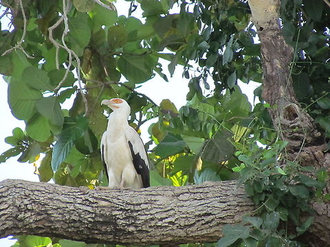 A majestic Palm-nut Vulture on the banks of the River Gambia This one was posing majestically in a large tree on the island with the rehabilitated Chimpanzees in River Gambia NP. Interestingly, since these vultures almost never eat carrion, they lack the featherless head of most other vultures. This supports the idea that the lack of head feather evolved to prevent the head feathers getting covered and matted by blood while thrusting the head inside a carcass.    Fall,Geotagged,Gypohierax angolensis,Palm-nut Vulture,River Gambia NP,The Gambia