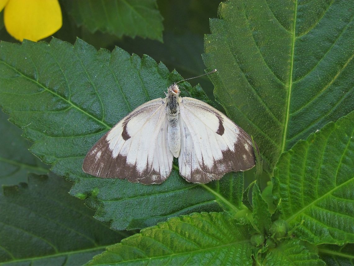 Pioneer White Butterfly in Garden There were a number of interesting butterflies in Gambia, most were hard to photograph, but this one sat on a leaf right in front of our room. Belenois aurota,Fall,Geotagged,Pioneer white,The Gambia
