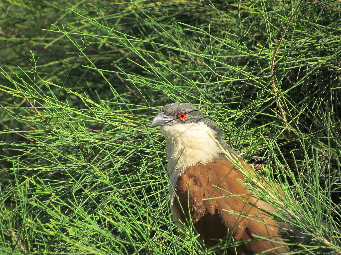 Senegal Coucal Common but bold and inquisitive bird that livens up any garden or outside restaurant. Centropus senegalensis,Fall,Geotagged,Senegal coucal,The Gambia