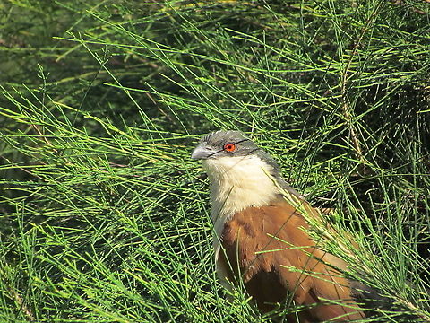 Senegal Coucal Common but bold and inquisitive bird that livens up any garden or outside restaurant. Centropus senegalensis,Fall,Geotagged,Senegal coucal,The Gambia