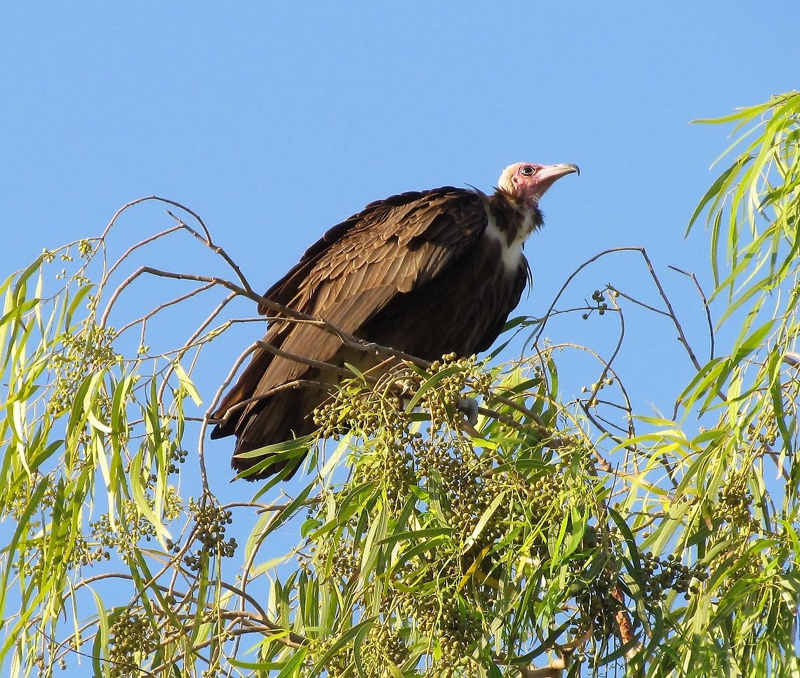 Hooded Vulture in hotel garden At our first hotel in Brufut, the Gambia, there was a lovely garden with a swimming pool and lots of colorful and fascinating birds would drop in for a visit. Especially interesting were the Hooded vultures that would come and perch in a tall tree at one end - they were great fun to watch and occasionally photograph. Brufut,Fall,Geotagged,Hooded Vulture,Necrosyrtes monachus,The Gambia