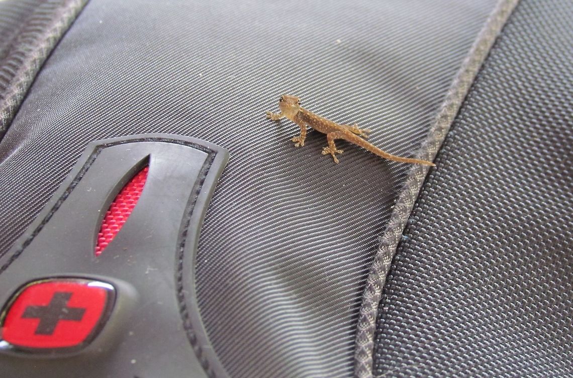 Tropical House Gecko perching on my backpack to say "hi" In our first hotel in Brufut, we would often just hang out in the garden by the pool where lots of interesting birds and occasional cool reptiles would sometimes drop by. This one especially liked by black backpack for some reason (no, there was no food in it). Brufut,Fall,Geotagged,Hemidactylus mabouia,The Gambia,Tropical house gecko