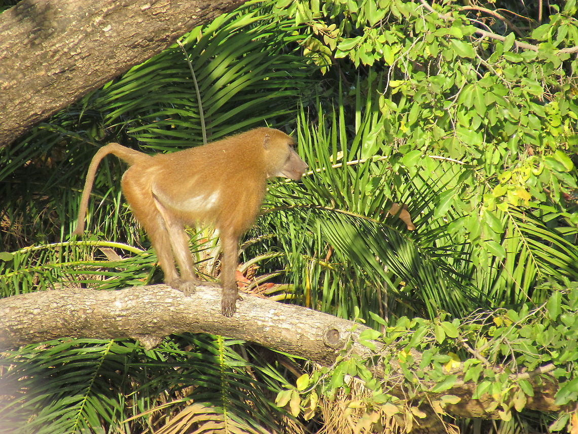 Guinea Baboon in the wild at River Gambia National Park. Another of the highlights of the Chimpanzee Rehabilitation Project in River Gambia NP are these - I am very familiar with their East and South African cousins, but these were new to me. They share the park with Chimpanzees and Red Colobus - a boon for Mammal Watchers! Fall,Geotagged,Guinea baboon,Papio papio,River Gambia NP,The Gambia