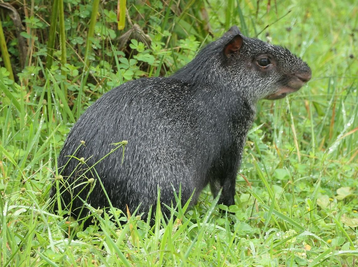 Black Agouti at San Isidro Lodge, Ecuador The lodge at San Isidro is famous for birdwatching, but the mammal watching is also quite good. We were not lucky with the resident Mountain Tapirs, but a number of Black Agoutis were fairly easy to see around the lodge and one in particular (pictured) liked to hang around our cabin. Black agouti,Dasyprocta fuliginosa,Ecuador,Geotagged,San Isidro,Summer,cloud