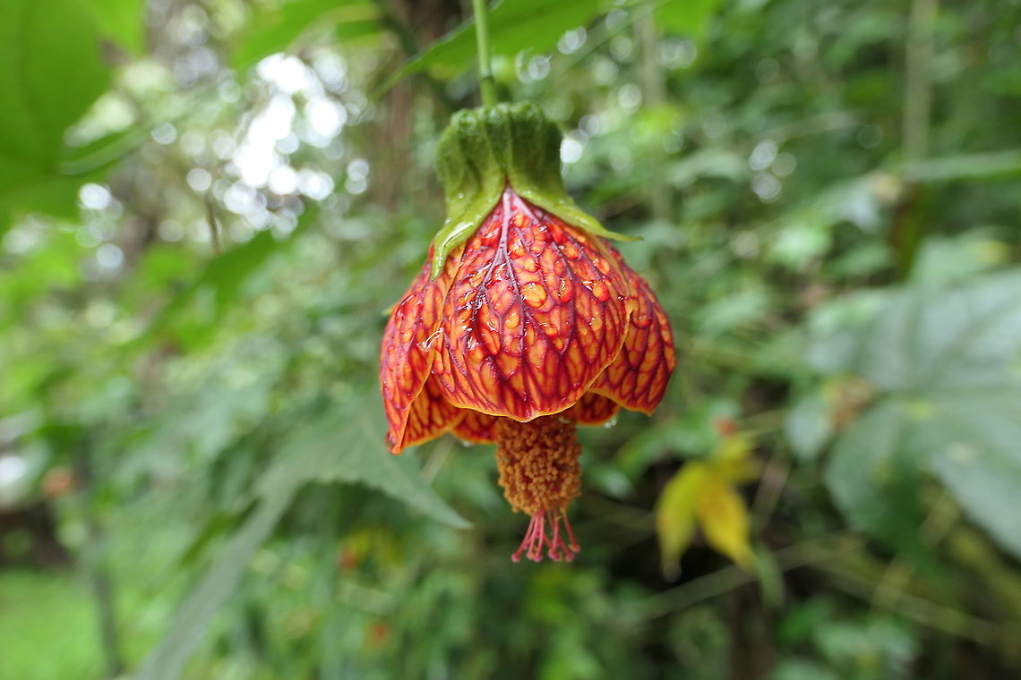 Redvein Abutilon, the Chinese Lantern Flower These were growing seemingly wild around our lodge, San Isidro, in Ecuador. Supposedly they do not occur naturally there being from Brazil and Argentina, but they weren&#039;t growing in any kind of tended beds and we even saw some along the forest trails. Still, very cool little flowers that indeed look just like tiny Chinese Lanterns. Abutilon pictum,Ecuador,Geotagged,Redvein Abutilon,San Isidro,Summer